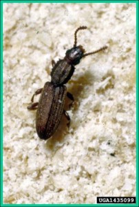 Sawtoothed grain beetle