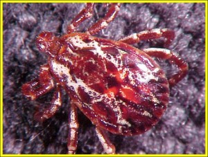 American dog tick Male