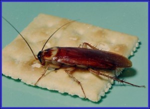 American Roach Plant Pest