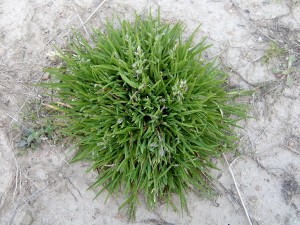 Annualbluegrass Poa annua plant