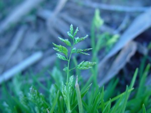 Annualbluegrass Poa annua seed head