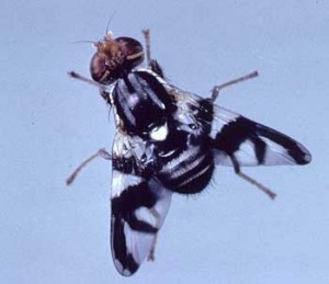 Adult apple maggot