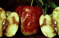 Apple Browning due to Apple Maggot