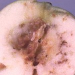 Apple maggot larvae in apple