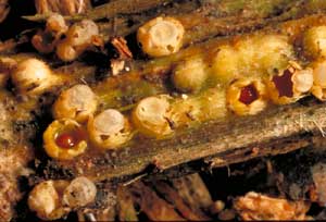 Artillery fungus growing in mulch