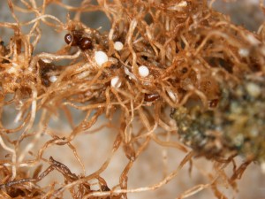 Sugarbeet cyst nematode females on sugarbeet roots (photo by Angela Tenney)