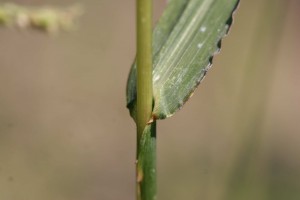 Barnyardgrass Ligule