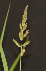 Barnyardgrass Seedhead