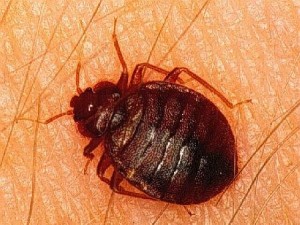 Bed Bug feeding on human