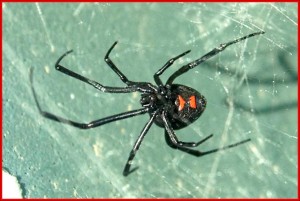 Northern Black Widow Spider underside view, displaying red hourglass marking