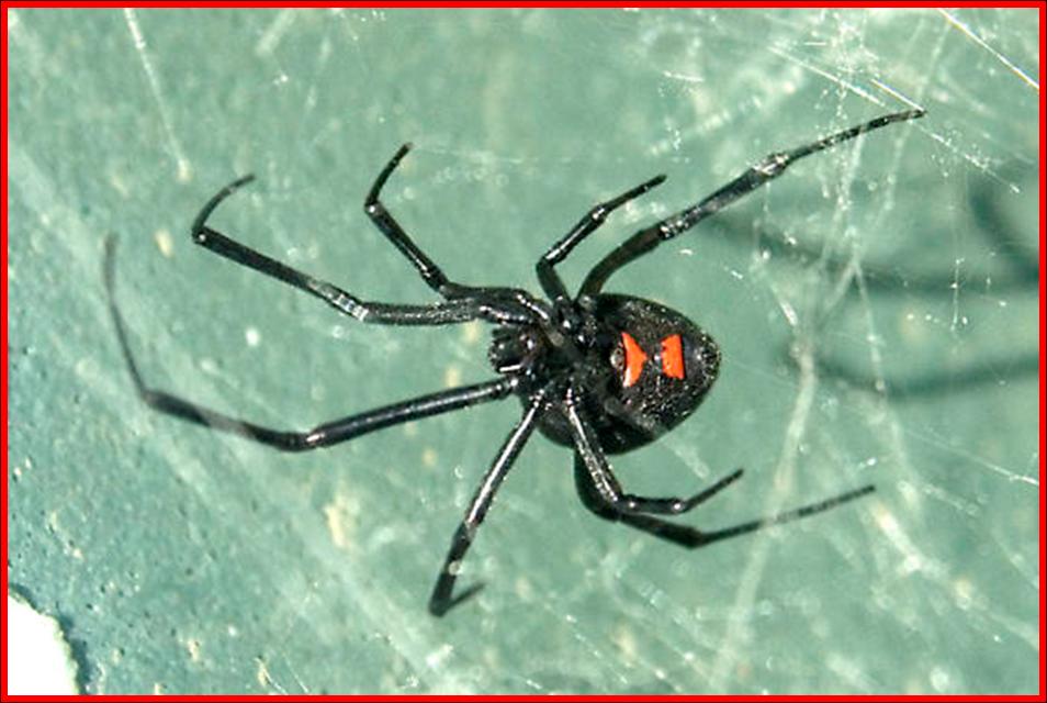 Northern Black Widow Spider (Latrodectus variolus) - Plant &amp; Pest Diagnostics