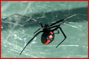 Northern Black Widow Spider posterior view
