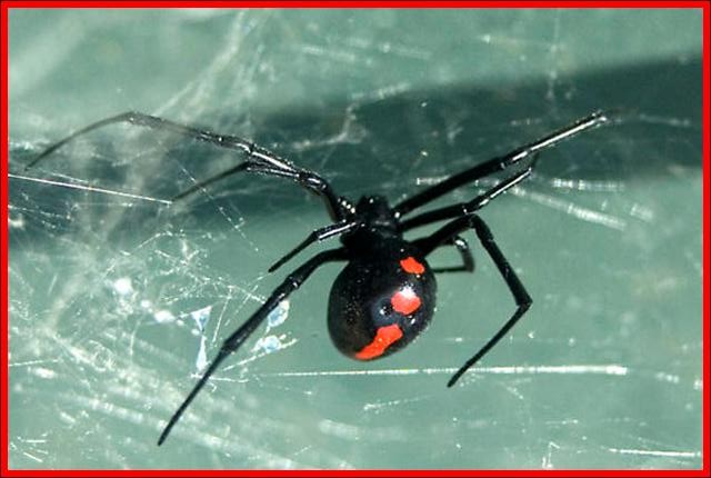 Black (Latrodectus variolus) - Plant & Pest Diagnostics