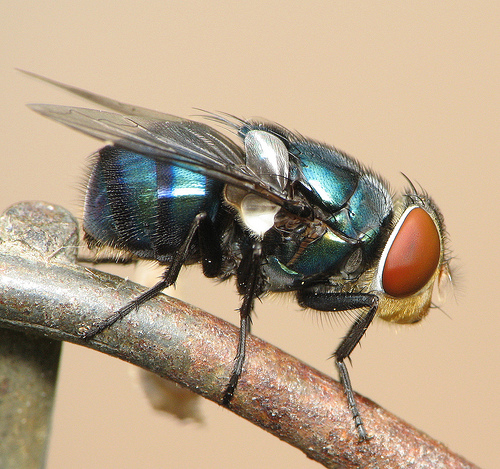 How to get rid of blue bottle flies in house?