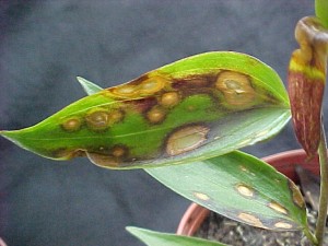 Botrytis leaf spots on Lillium