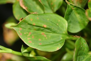 Botrytis leaf spots on hosta