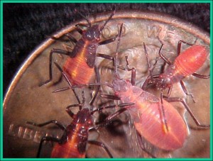 Box Elder Bug Nymphs