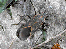 Box Elder Bug On Leaf