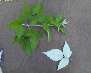 Bramble leaf underside