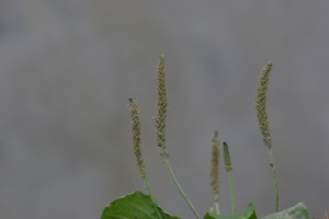 Broadleaf plantain flower