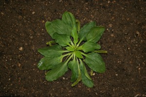 Broadleaf plantain rosette