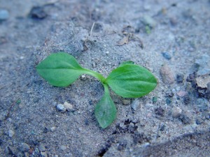 Broadleaf plantain seedling