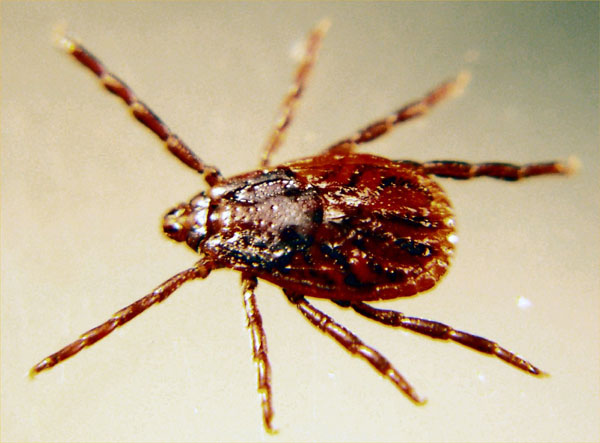 how do you treat a tick infestation on a dog