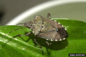 Brown marmorated stink bug on leaf