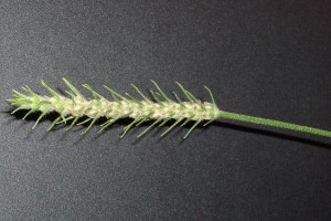 Buckhorn plantain bracted flower