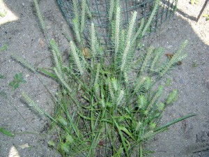 Buckhorn plantain bracted plant