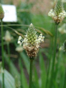 Buckhorn plantain flower