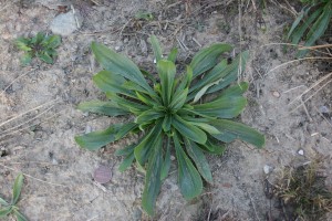 Buckhorn plantain rosette