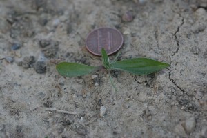 Buckhorn plantain seedling