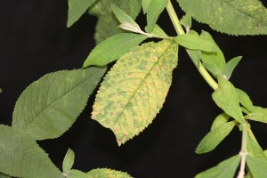 Buddleia infected with downy mildew