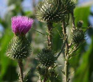 Bull thistle flower