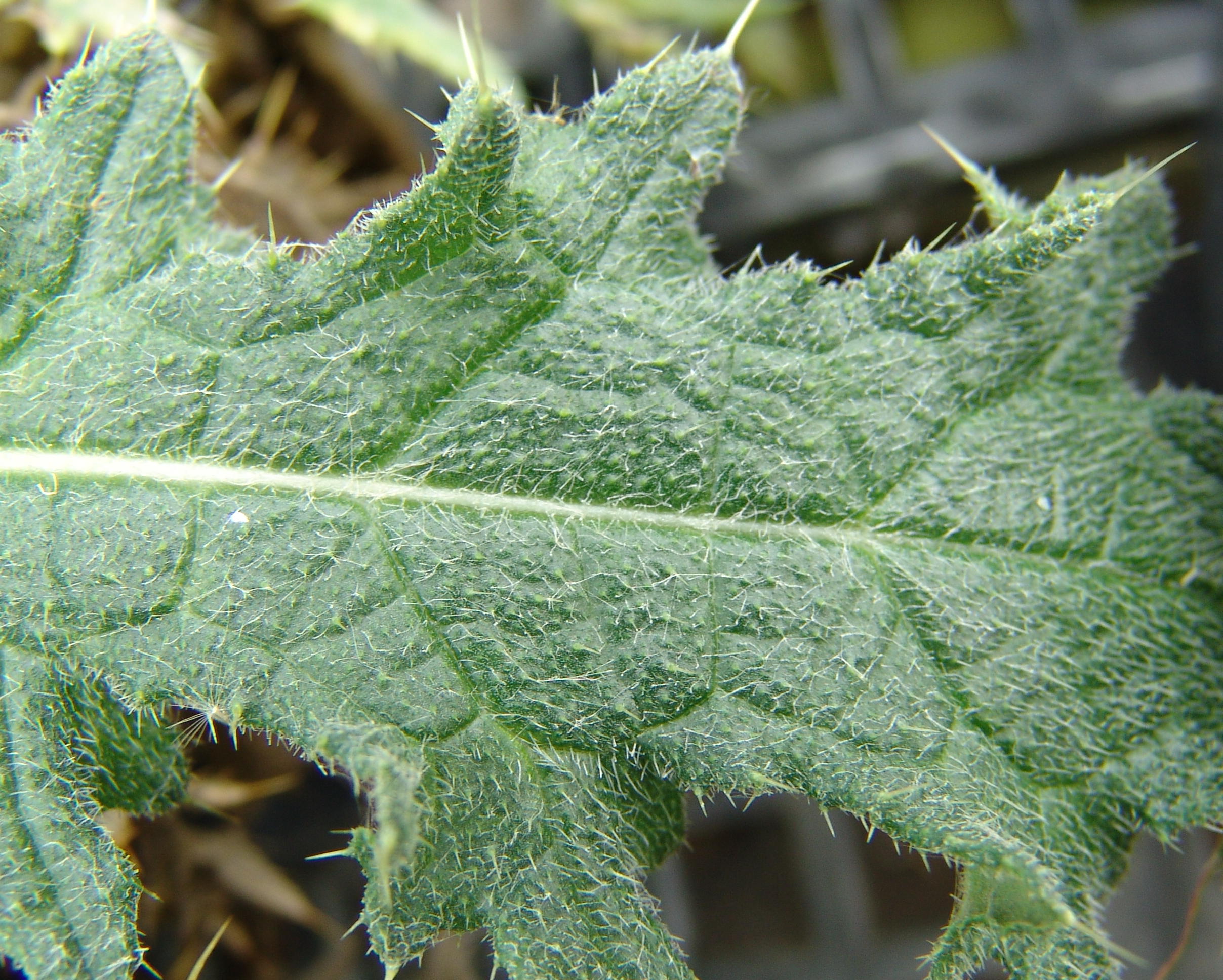 Cirsium vulgare  Nature Inquiries