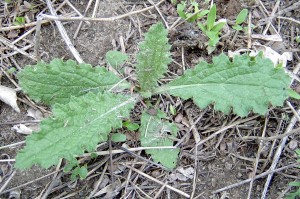 Bull thistle rosette