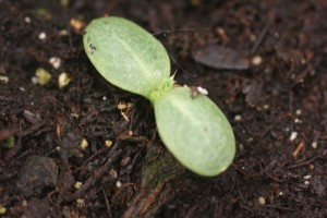 Bull thistle seedling