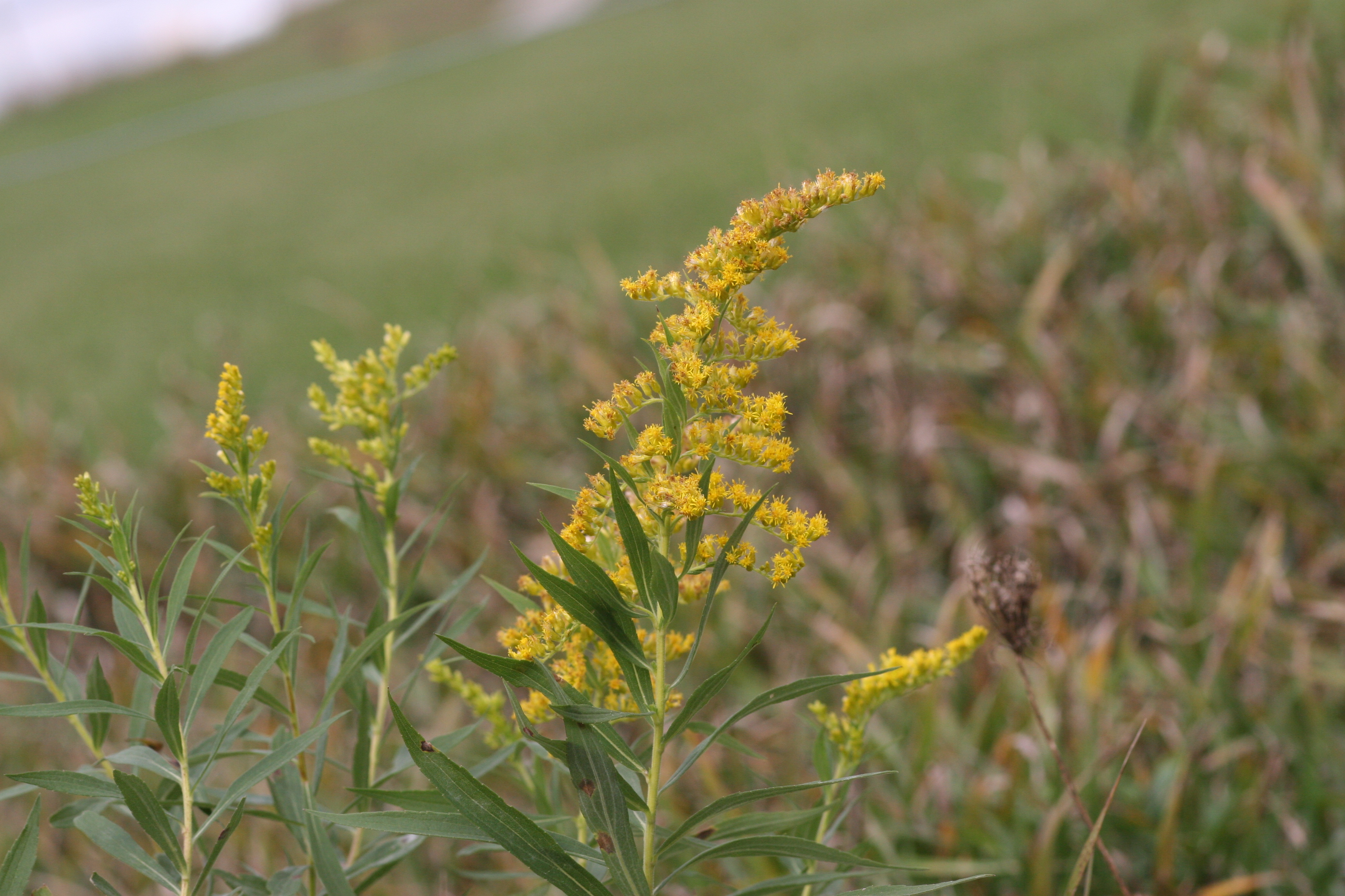 Solidago Canadensis