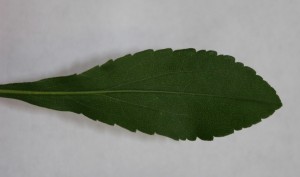 Canada goldenrod leaf