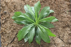 Canada goldenrod rosette