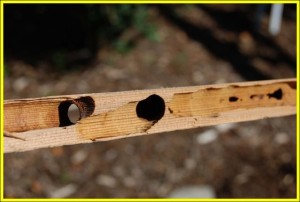 Carpenter bee damage