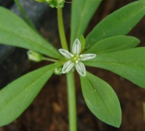 Carpetweed flower