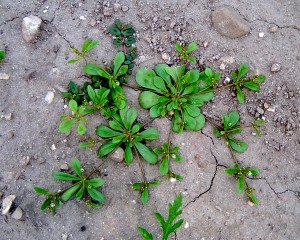 Carpetweed plant