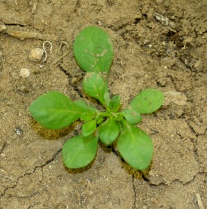 Carpetweed seedling