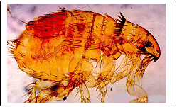 Cat Flea side view