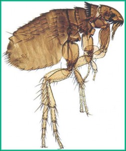 Cat Flea Side View