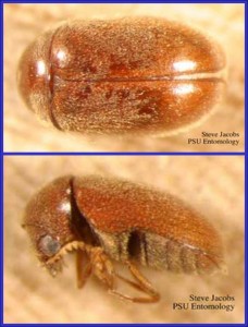 Adult Cigarette Beetle Dorsal Side View