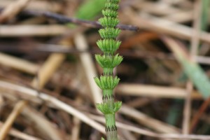 Close up of field horsetail stem