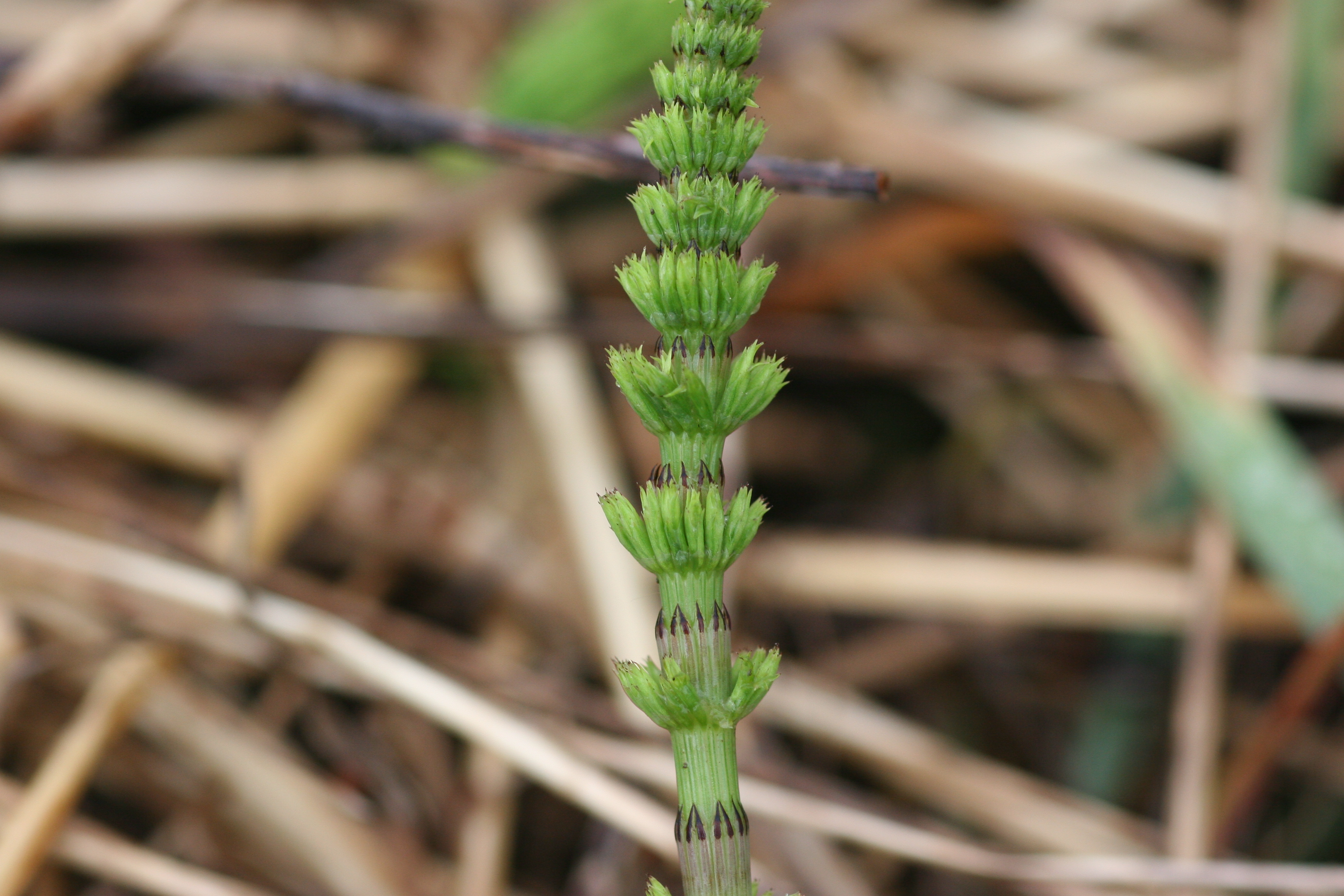 Image of Field horsetail close up